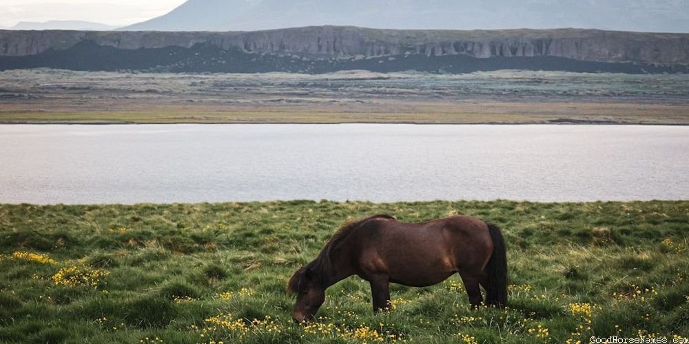 Whiskey Horse Names That Represent Their Playfulness