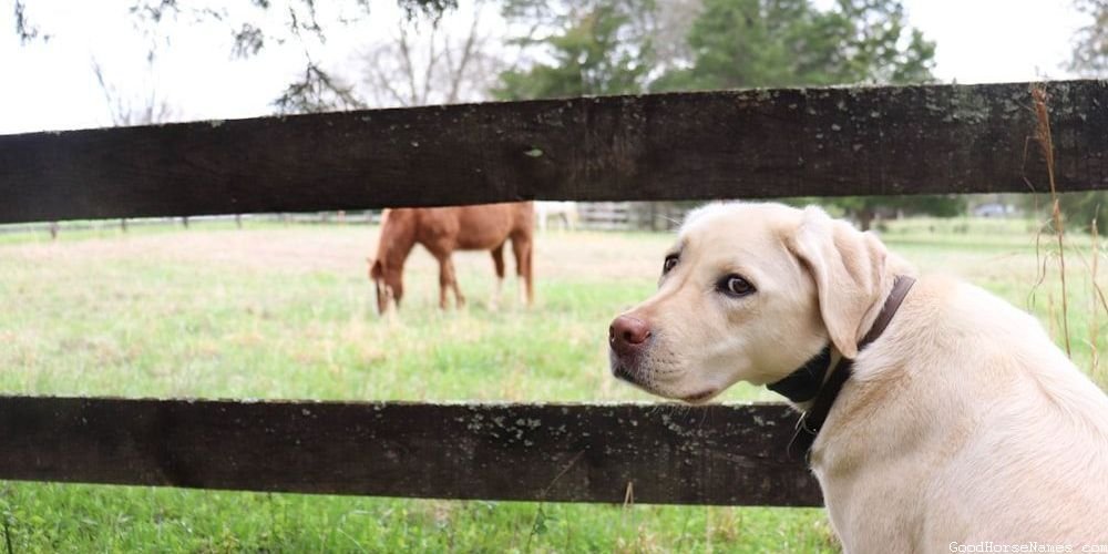 Whiskey Horse Popular Names