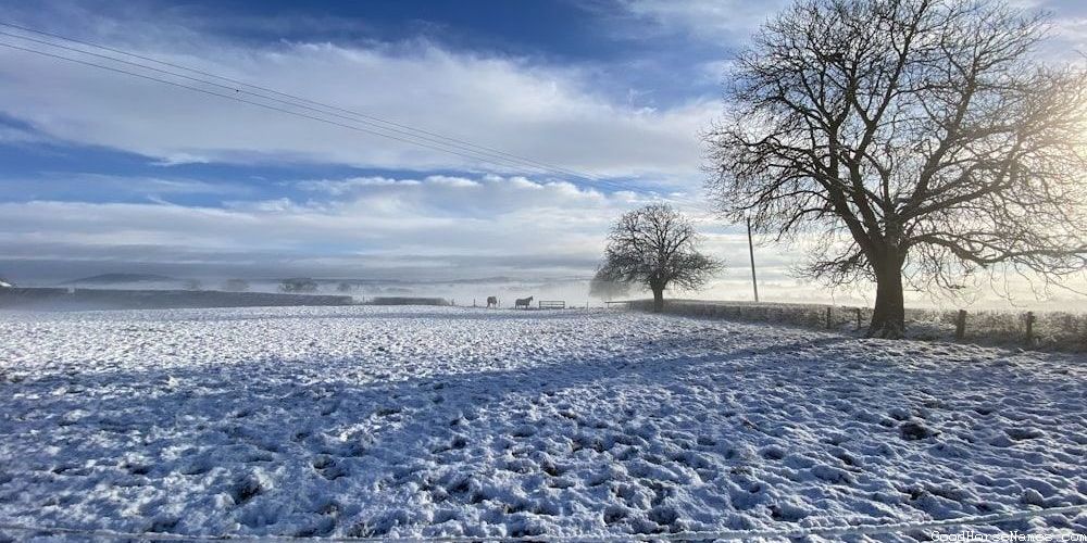 White and Brown Horse Names Inspired by Personality
