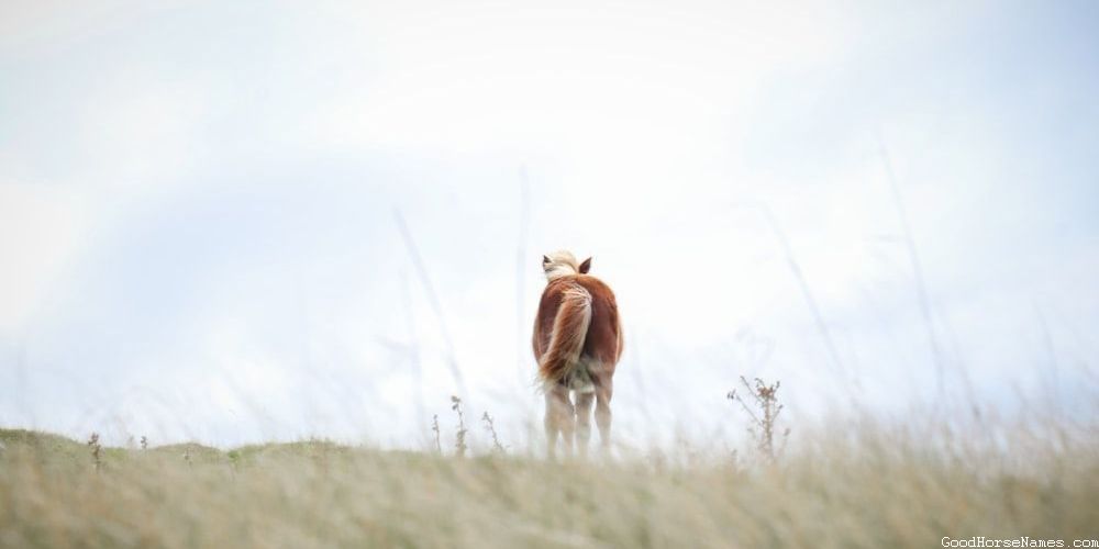 White Face Horse Names That Represent Their Graceful Movement