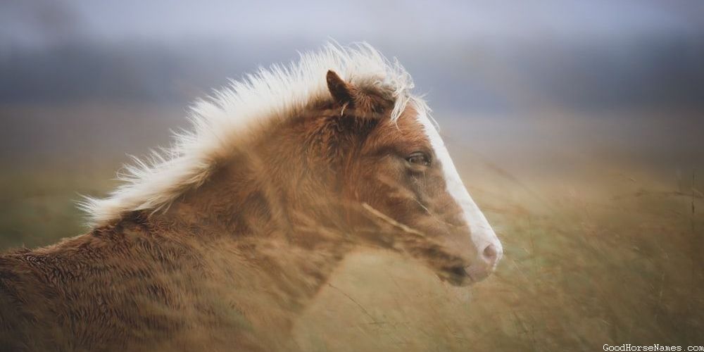 White Face Horse Names That Represent Their Striking Appearance