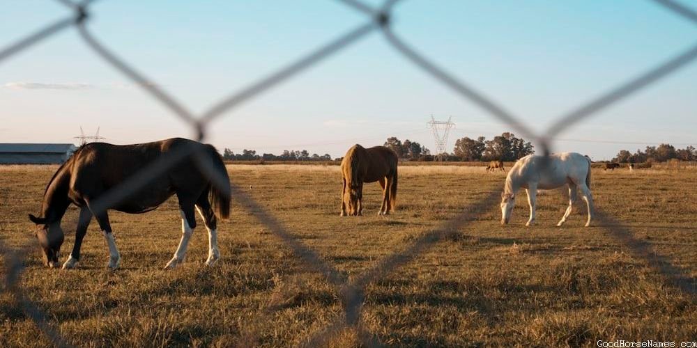 White Horse Names That Represent Their Elegance