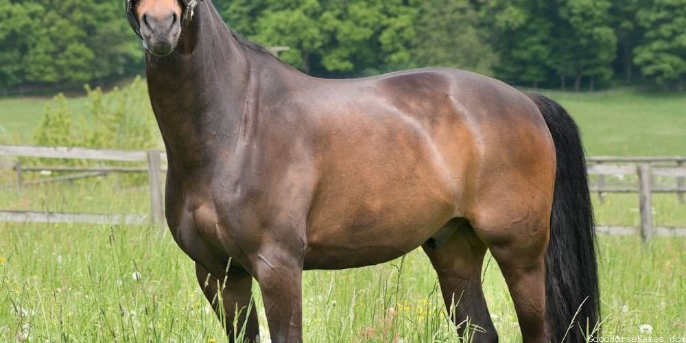 White Horse Powerful Names