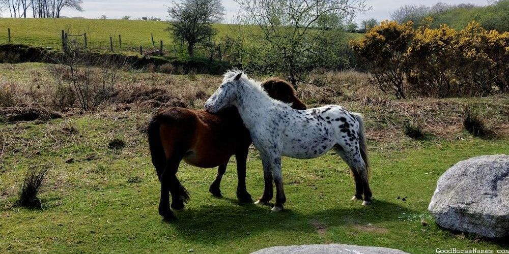 White Shire Horse Names Inspired by Literature