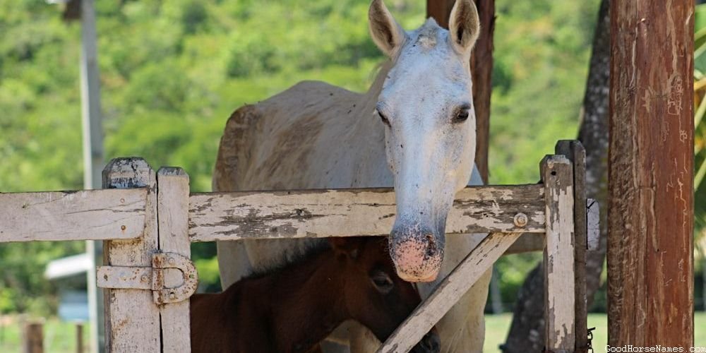 White Shire Horse Powerful Names