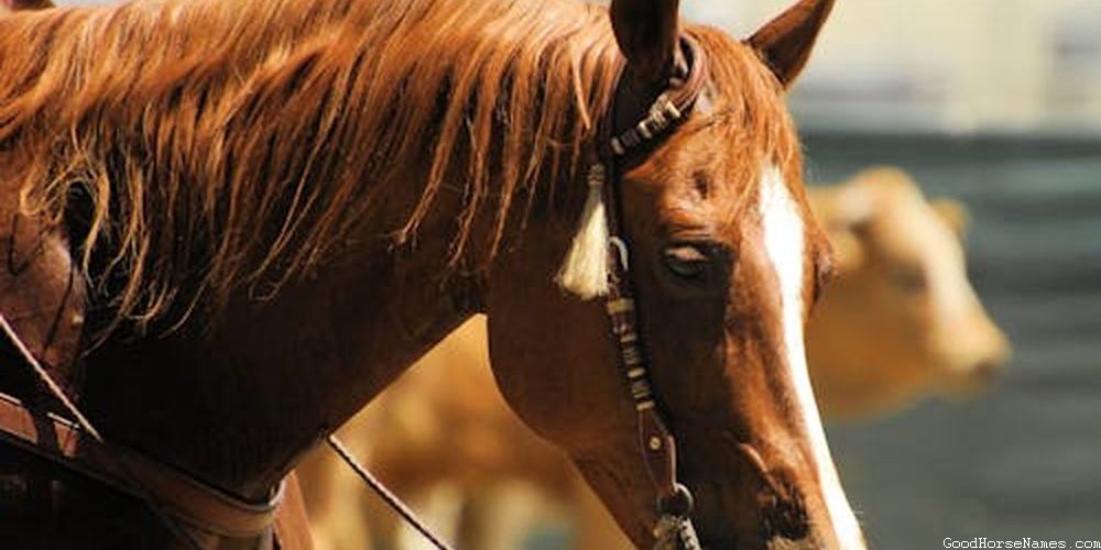 Winter Horse Names That Are Inspired by Alertness