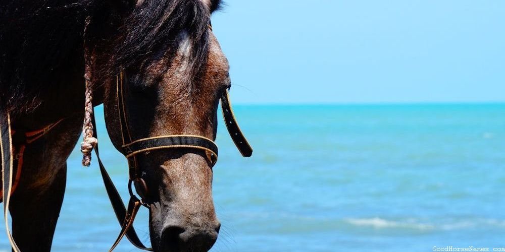 Winter Horse Names That Represent Resilience