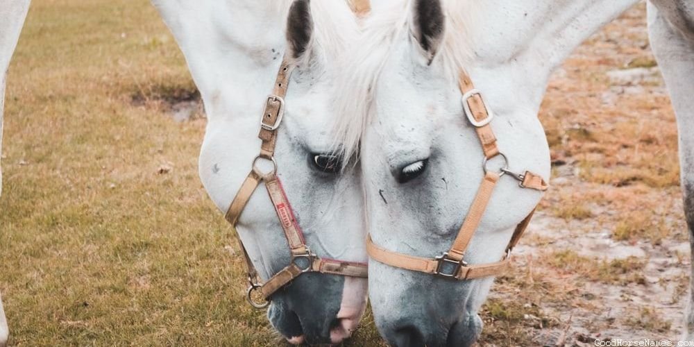 Witchy Horse Energetic Names