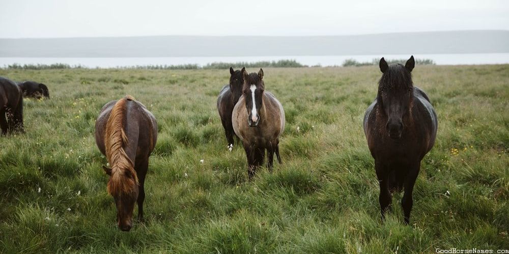 Witty Horse Names That Represent Their Subtleness