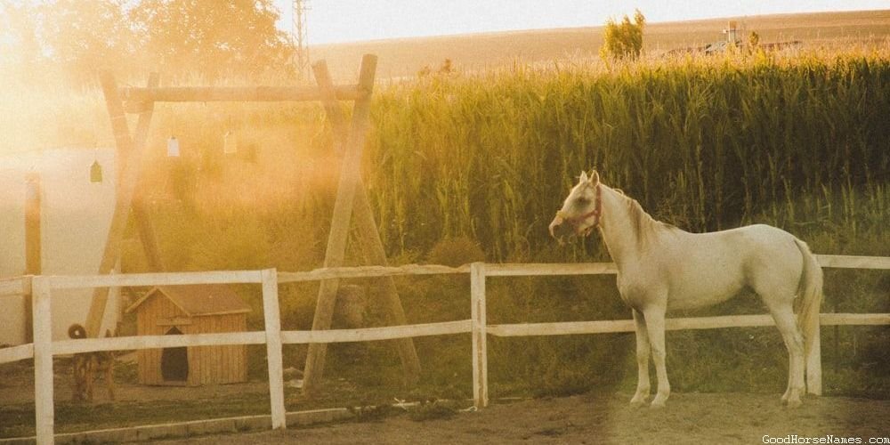 Witty Horse
